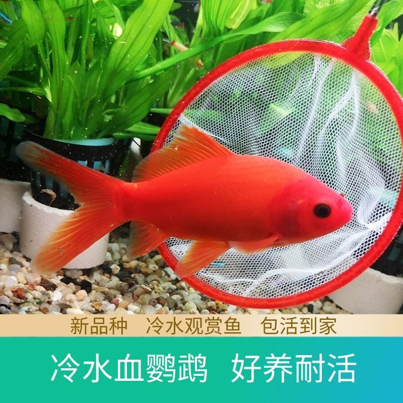 觀賞魚新品種（世界各大水域的特色觀賞魚） 紅眼黃化幽靈火箭魚|皇家火箭魚 第1張