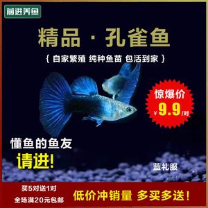 幫觀賞魚(yú)助產(chǎn)（如何幫助觀賞魚(yú)助產(chǎn)） 黑云魚(yú) 第1張