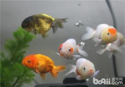 觀賞魚買回來怎樣過水（觀賞魚水質(zhì)管理的重要性） 小型觀賞魚 第3張