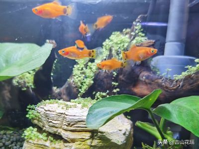 觀賞魚買回來怎樣過水（觀賞魚水質(zhì)管理的重要性） 小型觀賞魚 第4張