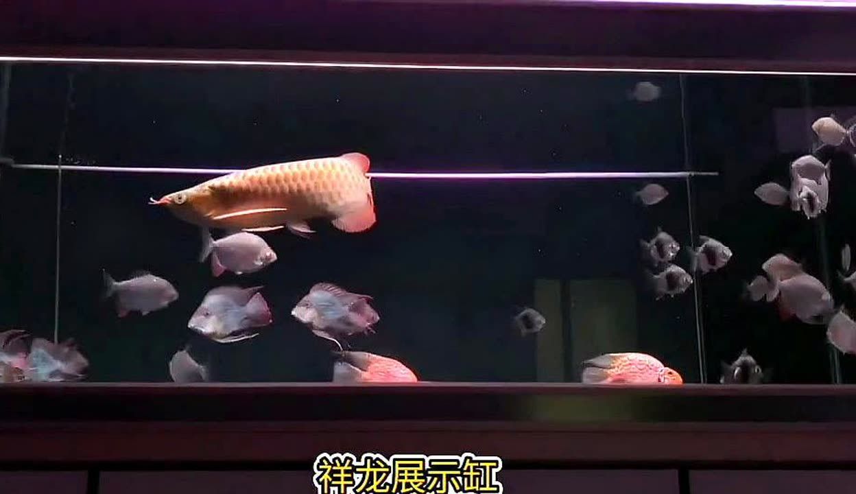 白子銀版魚（紅眼白子銀板魚的養(yǎng)殖技巧） 祥龍藍(lán)珀金龍魚 第2張