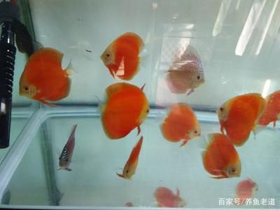 和金魚能混養(yǎng)的觀賞魚（金魚可以和什么魚混養(yǎng)） 小型觀賞魚 第4張