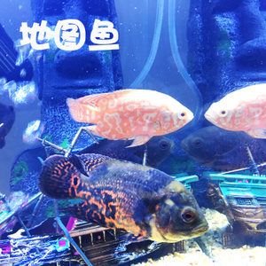 寵物觀賞魚（寵物觀賞魚的飼養(yǎng)技巧飼養(yǎng)技巧，觀賞魚的飼養(yǎng)技巧） 野生地圖魚 第3張