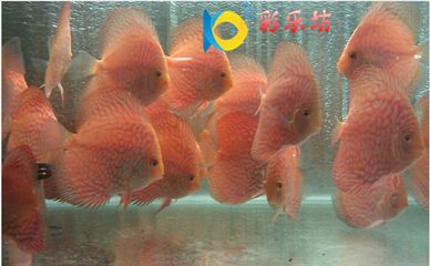 觀賞魚介紹（觀賞魚是一種具有觀賞價(jià)值的魚）