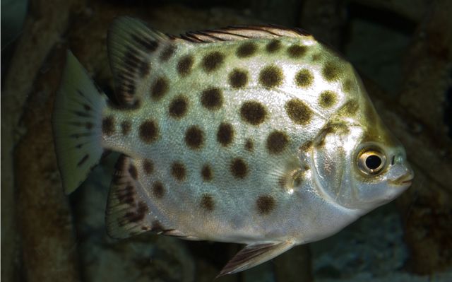 非洲金鼓魚長得快嗎（非洲金鼓魚最長能長到40cm） 魟魚相關(guān) 第1張