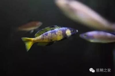 觀賞魚生小魚（觀賞魚的繁殖方式） 月光鴨嘴魚 第3張