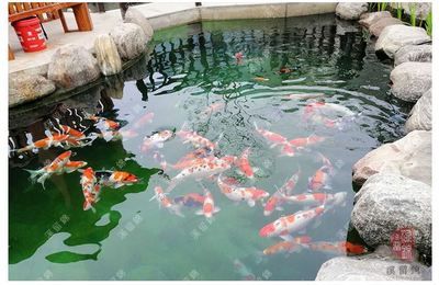 觀賞魚的飼養(yǎng)環(huán)境（觀賞魚的飼養(yǎng)） 潛水泵 第1張