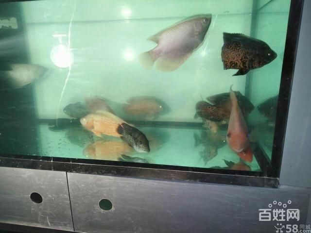 北方觀賞魚去哪進貨呢（北方觀賞魚進貨渠道） 魚缸風(fēng)水 第3張