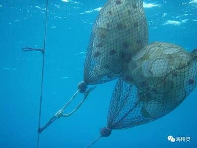 海水觀賞魚捕撈（關于海水觀賞魚捕撈的一些詳細信息） 沖氧泵 第1張