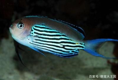 海水觀賞魚捕撈（關于海水觀賞魚捕撈的一些詳細信息） 沖氧泵 第4張