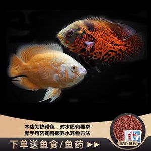 奧圖野生地圖魚（奧圖野生地圖魚的混養(yǎng)注意事項(xiàng)奧圖野生地圖魚的混養(yǎng)） 蘇虎苗（蘇門答臘虎魚苗） 第1張