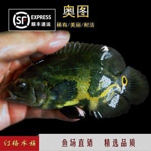 奧圖野生地圖魚（奧圖野生地圖魚的混養(yǎng)注意事項(xiàng)奧圖野生地圖魚的混養(yǎng)） 蘇虎苗（蘇門答臘虎魚苗） 第4張