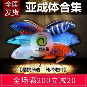 非洲觀賞魚進口（非洲觀賞魚的進口流程） 水族品牌 第4張