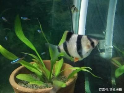 觀賞魚不愛游動怎么辦（觀賞魚不愛游動可能是由于水質問題、疾病問題、環(huán)境問題等） 帝王迷宮 第2張