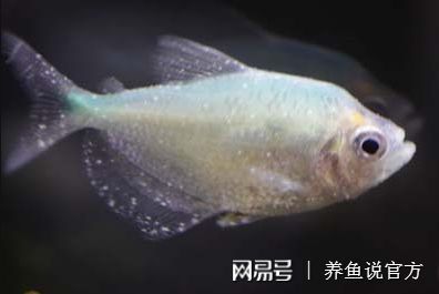 觀賞魚身上白色點點（觀賞魚身上出現(xiàn)白色點點怎么辦） 祥龍進口元寶鳳凰魚 第4張