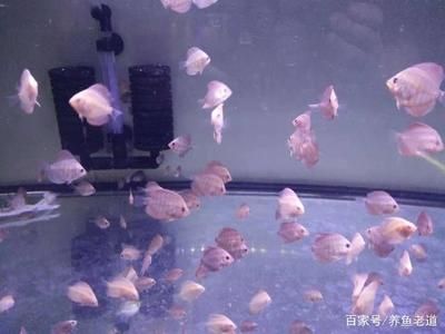 觀賞魚能不能吃雞蛋黃（觀賞魚可以吃雞蛋黃嗎） 麥肯斯銀版魚 第4張