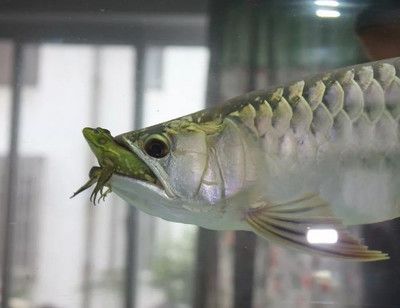 觀賞魚吃魚蟲嗎（觀賞魚可以吃魚蟲的實際情況和實際情況和觀賞魚的選擇） 翡翠鳳凰魚 第3張