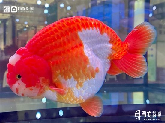 飛藝觀賞魚養(yǎng)殖證件（飛藝觀賞魚養(yǎng)殖場需要辦理什么證件） 檸檬鯽 第3張