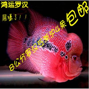 關(guān)于觀賞魚的好評評語（關(guān)于觀賞魚的好評評語：水族箱設(shè)計的藝術(shù)水族箱設(shè)計） 三色錦鯉魚 第1張