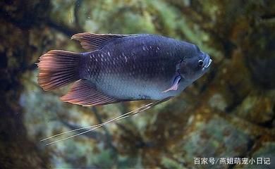 觀賞魚多久長大（觀賞魚的生長周期和時(shí)間） 野生埃及神仙魚 第3張