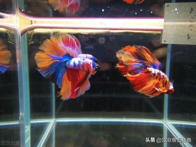 斗魚觀賞魚壽命（斗魚的壽命一般為2-3年，但可以活到5-6年） 祥龍進(jìn)口元寶鳳凰魚 第4張