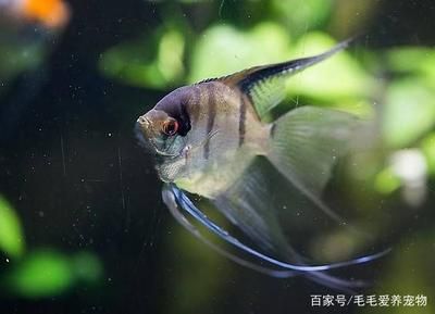 觀賞魚不游動(dòng)（觀賞魚不愿游動(dòng)可能由多種原因造成觀賞魚不游動(dòng)的原因） 女王大帆魚 第2張