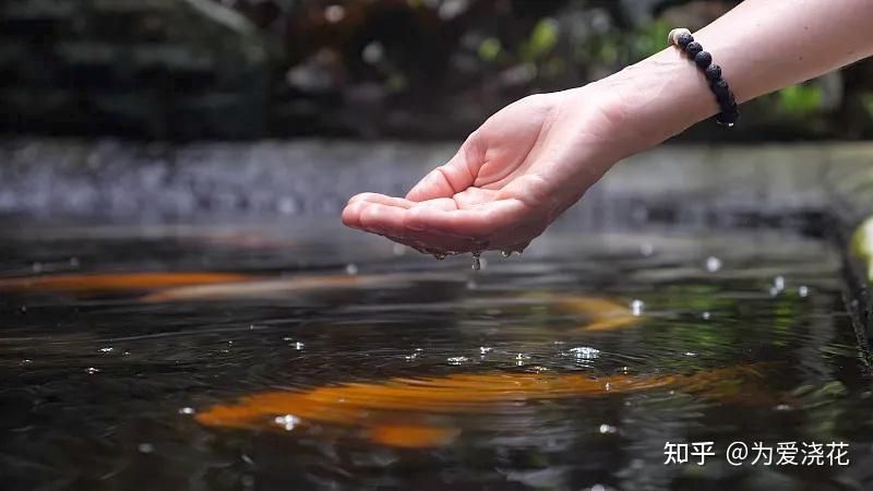 觀賞魚場建設（建設一個成功的觀賞魚養(yǎng)殖場需要做哪些工作） 廣州龍魚批發(fā)市場