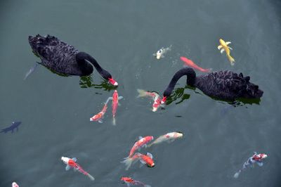 公園的觀賞魚可以吃嗎（公園中的觀賞魚不要捕撈或食用觀賞魚）