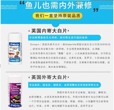 觀賞魚大白片是什么藥（大白片是一種專門用于治療觀賞魚內(nèi)寄生蟲的藥物） 黃鰭鯧魚 第2張