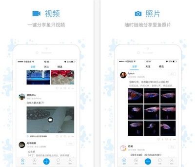 觀賞魚論壇app（觀賞魚論壇app有哪些） 紅勾銀版魚 第1張