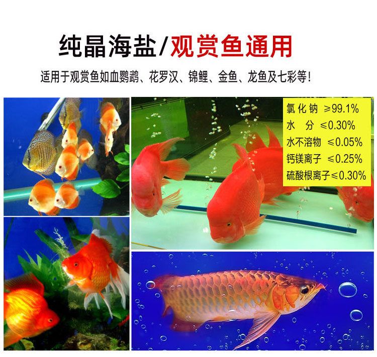 觀賞魚能放食用鹽嗎（鹽在水族中的神秘作用）