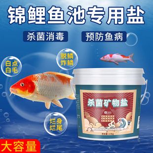 觀賞魚能放食用鹽嗎（鹽在水族中的神秘作用）