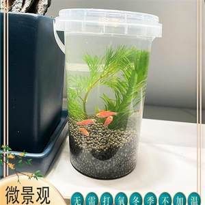 觀賞魚小型淡水好養(yǎng)冷水（冷水觀賞魚有哪些品種？） 飛鳳魚 第4張