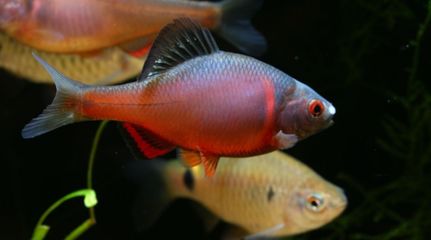 觀賞魚專家在線咨詢（智能水族箱的技術(shù)革新） 元寶鳳凰魚 第1張