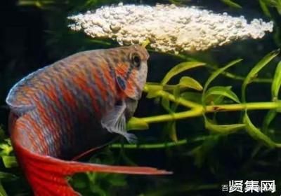 觀賞魚專家在線咨詢（智能水族箱的技術(shù)革新） 元寶鳳凰魚 第3張