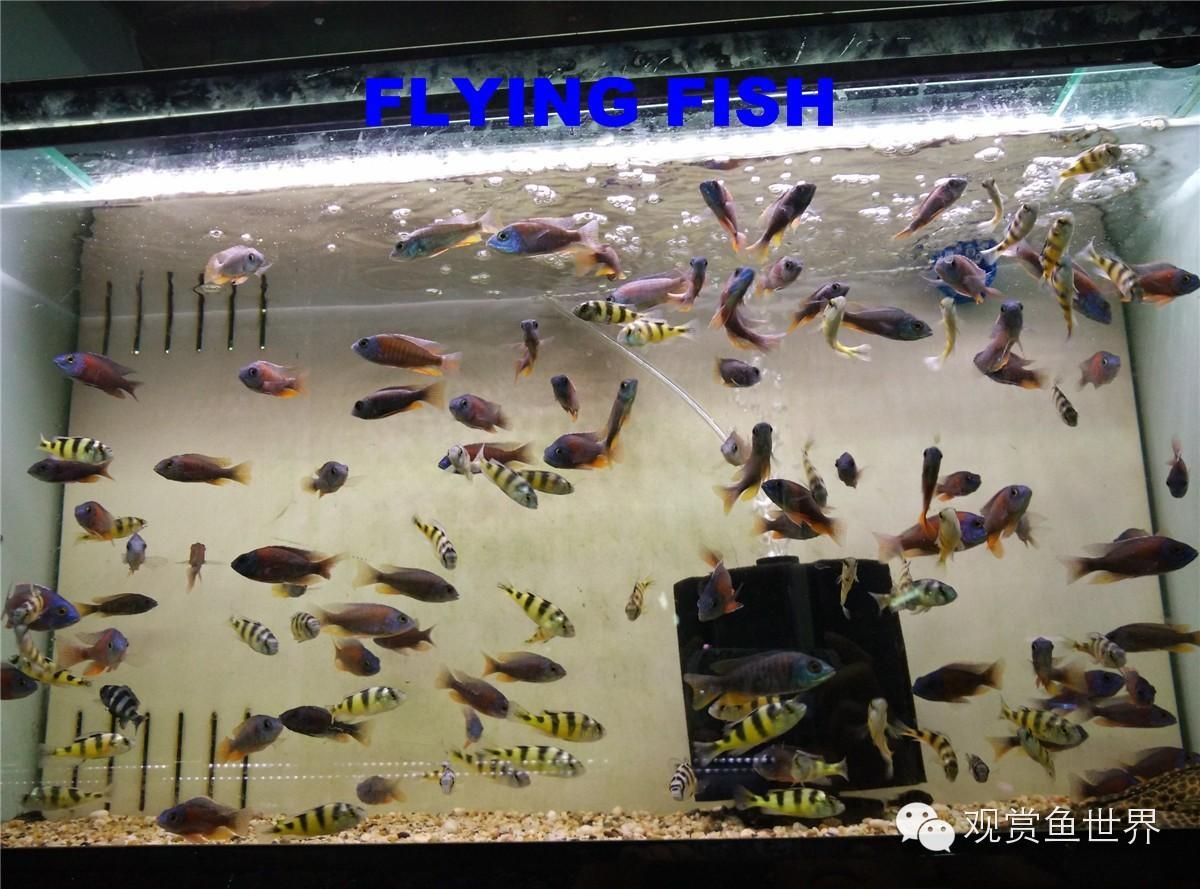 廣州最大水族市場在哪里啊（廣州最大水族市場有多個清平路水族市場 ） 南美異型魚 第1張