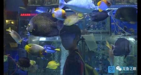 廣州最大水族市場在哪里?。◤V州最大水族市場有多個清平路水族市場 ） 南美異型魚 第3張