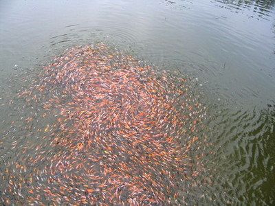 觀賞魚病害防治中心（北京首家免費“觀賞魚魚病生態(tài)防治策略生態(tài)防治策略”）