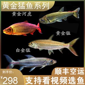 哥倫比亞巨暴魚（哥倫比亞巨暴魚與其他大型熱帶魚的區(qū)別） 海水魚 第1張