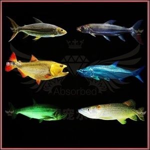 哥倫比亞巨暴魚（哥倫比亞巨暴魚與其他大型熱帶魚的區(qū)別） 海水魚 第3張