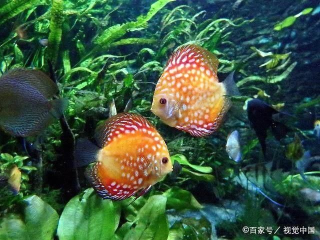 觀賞魚白斑?。ㄈ绾沃委熡^賞魚白點(diǎn)病）