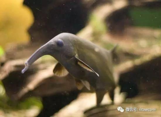 非洲圓頭象鼻魚（關(guān)于非洲圓頭象鼻魚的介紹）