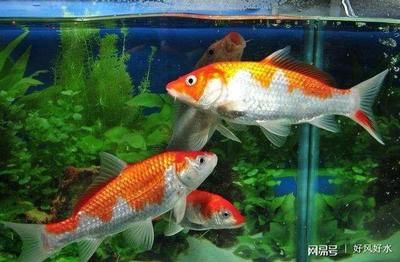 公司風(fēng)水魚(yú)養(yǎng)幾條最好（公司風(fēng)水魚(yú)養(yǎng)幾條最好的建議） 魚(yú)缸清潔用具 第3張