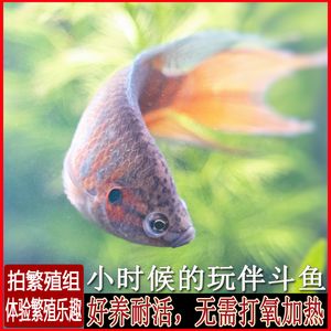 觀賞魚餌料可以釣野生魚嗎（觀賞魚與野生魚的區(qū)別） 魚缸定做 第3張