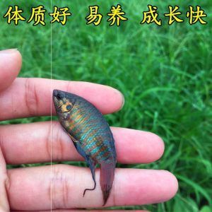 觀賞魚餌料可以釣野生魚嗎（觀賞魚與野生魚的區(qū)別） 魚缸定做 第2張