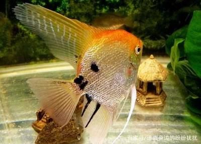 海水觀賞魚飼養(yǎng)（海水觀賞魚的飼養(yǎng)） 潛水艇魚 第4張