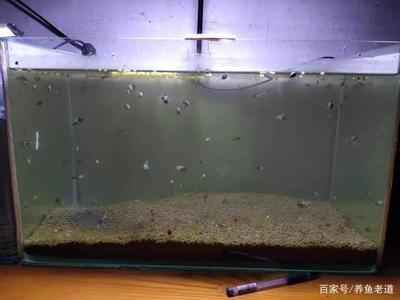 好養(yǎng)小型觀賞魚（小型觀賞魚的養(yǎng)護(hù)） 祥龍龍魚專用水族燈 第1張