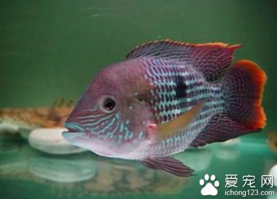 皇冠魚適合多少度水溫（皇冠魚的飼養(yǎng)指南）