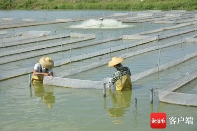 海南觀賞魚有哪些品牌的（28篇海南觀賞魚品牌大全海南觀賞魚品牌大全） 魚缸水質(zhì)穩(wěn)定劑 第4張