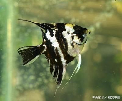 觀賞魚平平能和燕魚一起養(yǎng)嗎（燕魚可以和其他熱帶魚混養(yǎng)嗎？） 祥龍赫舞紅龍魚 第3張